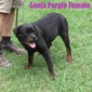 Smaug X Sonja Purple Female