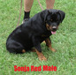 Smaug X Sonja Red Male