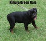 Worf X Kimura Green Male