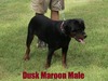 Worf X Dusk Maroon Male