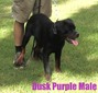 Worf X Dusk Purple Male