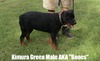 Worf X Kimura Green Male