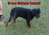 Smaug X Bravo Maroon Female (Pet Quality)