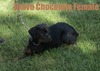 Smaug X Bravo Chocolate Female (Pet Quality)