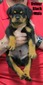 Xanthos X Velour Black Male