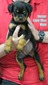 Xanthos X Velour Light Blue Male