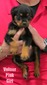 Xanthos X Velour Pink Female