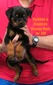 Xanthos x Flawless Orange Male w/ Tail