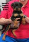 Xanthos x Flawless Red Male w/ Tail
