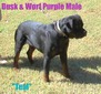 Worf X Dusk Purple Male