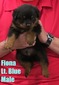 Raider X Fiona Light Blue Male