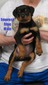 Vader X Empress Blue Male