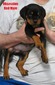 Amarok X Obsession Red Male
