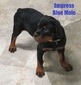 Vader X Empress Blue Male