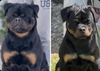 Cruzer Rotco-Roler X Stella Rotco-Roler Male