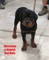 Amarok X Obsession Red Male