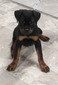 Cruzer's Stryker Von Warterr