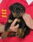 Radek X Dusk Gold Male
