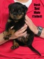 Radek X Dusk Red Male