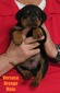 Cerberus X Versace Orange Male