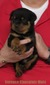 Cerberus X Versace Chocolate Male
