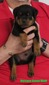 Cerberus X Versace Green Male