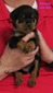 Cerberus X Versace Lilac Female