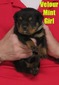 Xanthos X Velour Mint Female