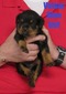 Xanthos X Velour Blue Female