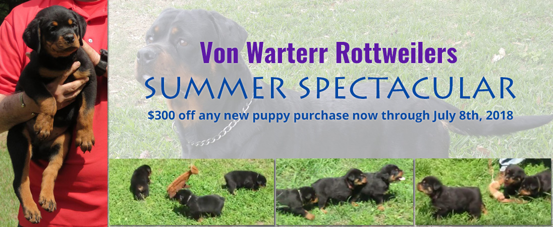 Texas Licensed Breeder